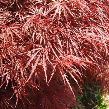 Acer palmatum var. dissectum 'Red Filigree Lace' (015543)