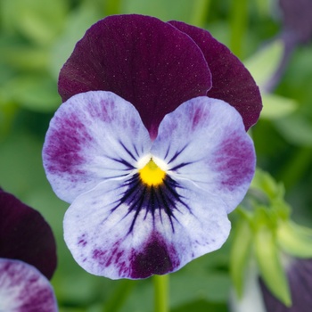 Viola cornuta 'Pierrot' (015633)