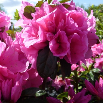 Rhododendron Rutherford hybrid 'Pink Ruffle' (016118)