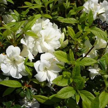 Rhododendron Encore® 'Autumn Moonlight®' (016167)