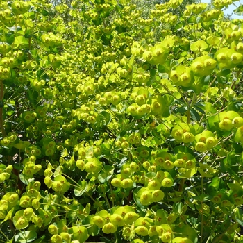 Euphorbia 'Canyon Gold' (016478)