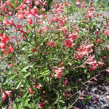 Salvia greggii 'Red' (016508)