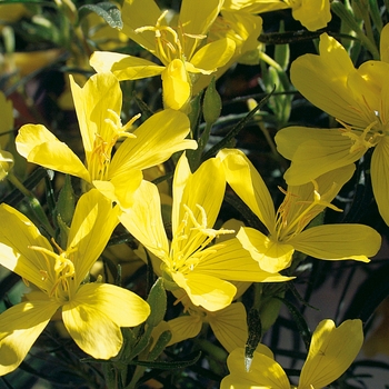 Oenothera 'Lemon Drop®' (016943)