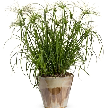Cyperus papyrus Graceful Grasses® 'King Tut®' (017239)