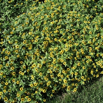 Sanvitalia procumbens 'Yellow Sprite' (018354)