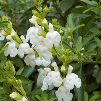 Salvia greggii 'White' (018455)