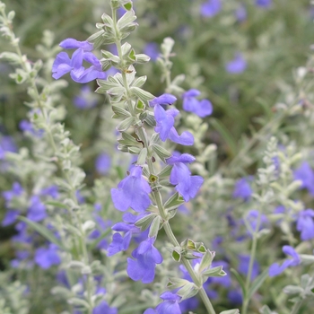 Salvia azurea '' (018476)