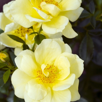 Rosa Flower Carpet® 'Yellow' (018590)