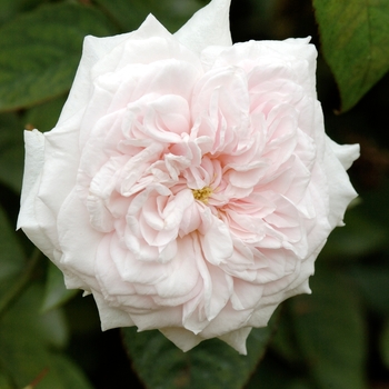 Rosa 'Souvenir de la Malmaison' (018828)