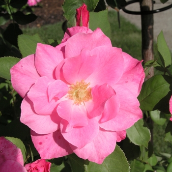 Rosa Simplicity 'Pink' (018915)