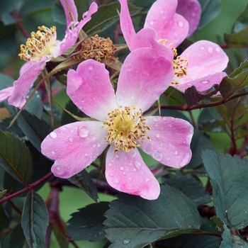 Rosa glauca (rubrifolia) '' (019351)