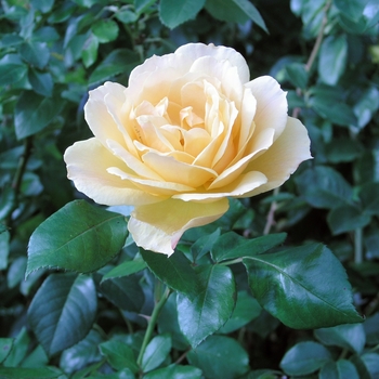 Rosa Easy-to-Love® 'Easy Going™' (019571)