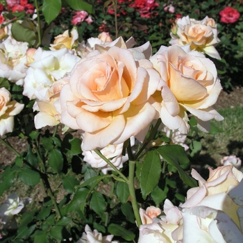 Rosa 'Apricot Nectar' (019815)