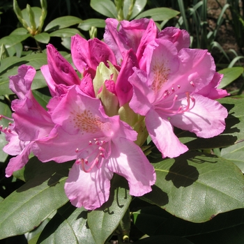 Rhododendron 'Roseum Elegans' (019909)