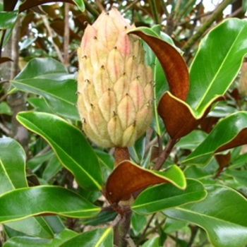 Magnolia grandiflora 'Bracken's Brown Beauty' (021456)
