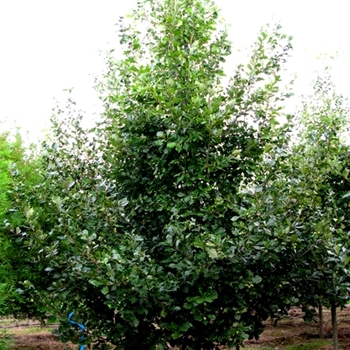 Quercus robur x macrocarpa 'Heritage®' (021635)