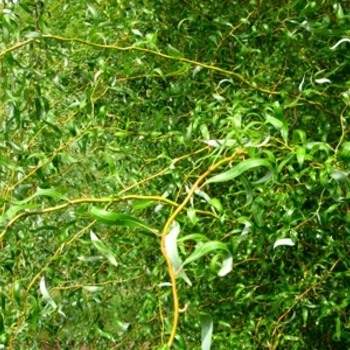Salix matsudana x alba 'Golden Curls (Erythroflexuosa)' (021638)