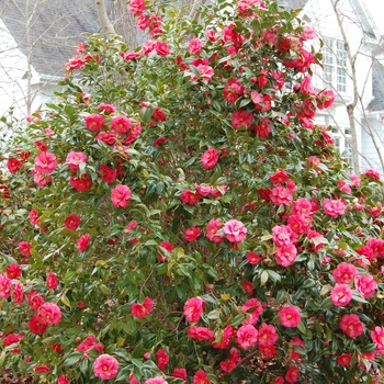 Camellia japonica 'Lady Clare' (022553)