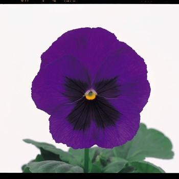 Viola x wittrockiana Majestic Giants II '' (023756)