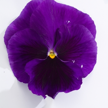 Viola x wittrockiana Majestic Giants II '' (023758)