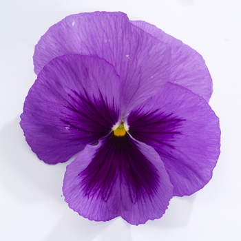 Viola x wittrockiana Majestic Giants II '' (023776)