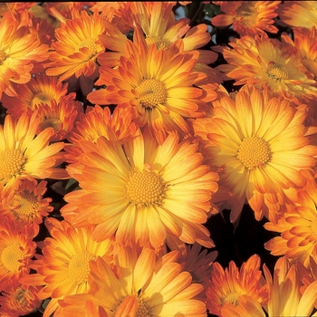 Chrysanthemum grandiflorum Stacy™ '' (024427)