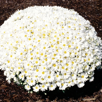 Chrysanthemum x morifolium 'Frosty Jeanette' (024475)