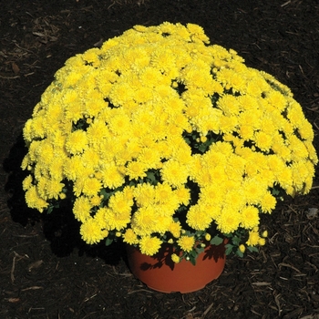 Chrysanthemum x morifolium 'Wilma™ Yellow' (024561)