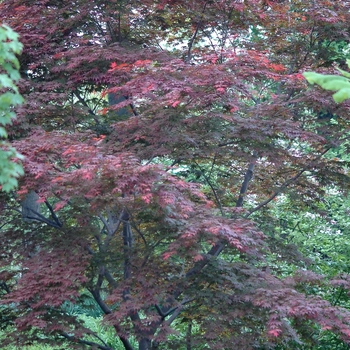 Acer palmatum 'Oshio-Beni' (029176)