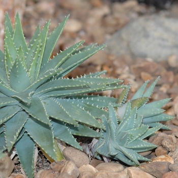 Aloe brevifolia '' (029413)