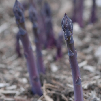 Asparagus officinalis 'Purple Passion' (029607)