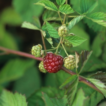 Rubus ursinus x ideaus 'Thornless' (029820)