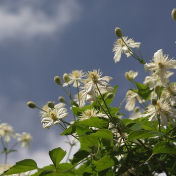 Clematis 'Paul Farges (Summer Snow)' (030455)