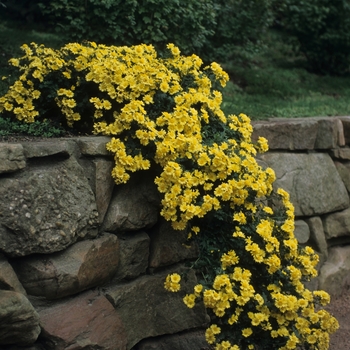 Chrysanthemum x morifolium 'Cascading Yellow' (031117)