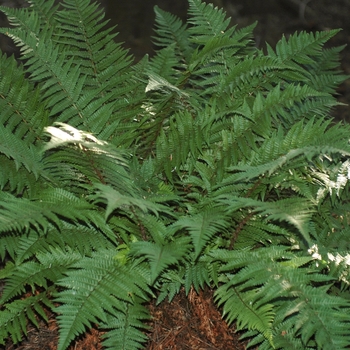Dryopteris affinis 'Cambriensis' (031209)