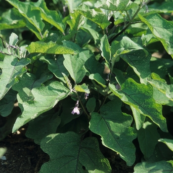 Solanum melongena 'Pingtung Long' (031378)