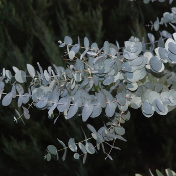 Eucalyptus cinerea '' (031423)