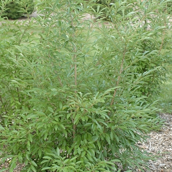 Lindera angustifolia '' (033279)