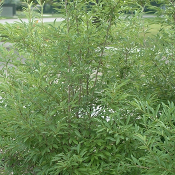Lindera angustifolia '' (033280)