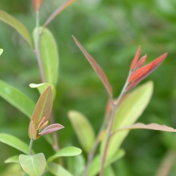 Lindera angustifolia '' (033281)