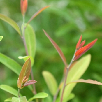 Lindera angustifolia '' (033282)