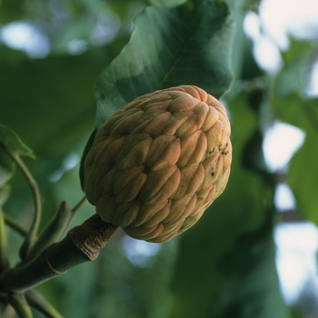 Magnolia macrophylla '' (033441)