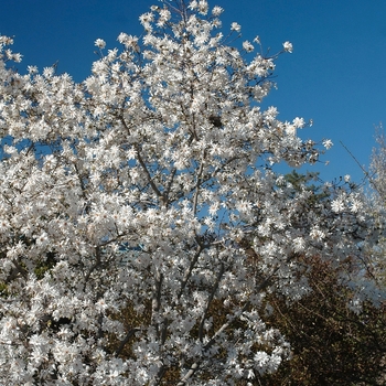 Magnolia x loebneri 'Spring Joy' (033503)