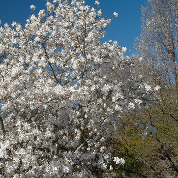Magnolia x loebneri 'Spring Joy' (033504)