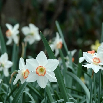 Narcissus 'Audubon' (033970)