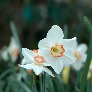 Narcissus 'Audubon' (033971)