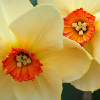 Narcissus 'Bandesara' (033972)