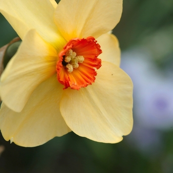 Narcissus 'Bandesara' (033975)