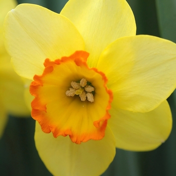 Narcissus 'Bantam' (033976)