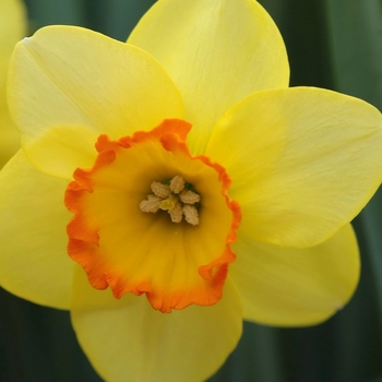Narcissus 'Bantam' (033977)
